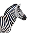 Zebra ploče
