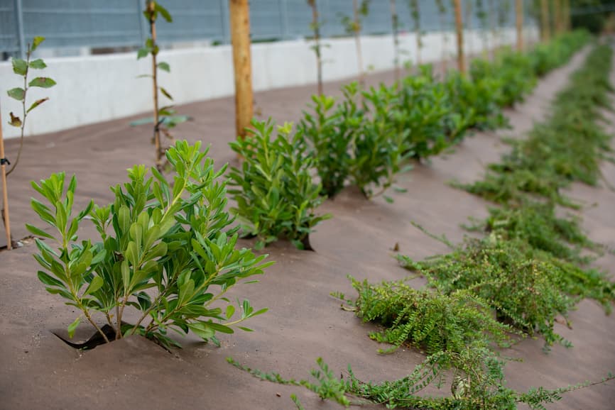 Folija protiv korova u trajnim nasadima poput voćnjaka, vinograda i maslinika za dugotrajno suzbijanje korova